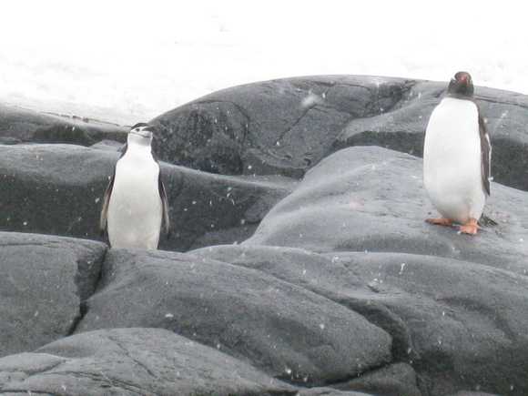 Val Eisnor - Jan 28 Penguins